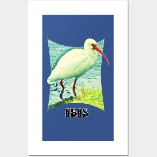 White  Ibis Posters and Art